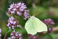 Gonepteryx rhamni