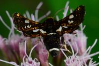 Thyris fenestrella