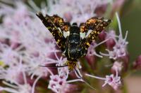 Thyris fenestrella