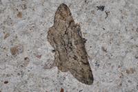 Peribatodes rhomboidaria