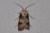 Agrotis puta