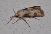 Agrotis puta