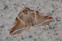 Habrosyne pyritoides
