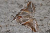 Habrosyne pyritoides