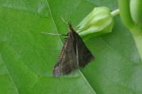 Synaphe punctalis