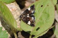 Tyta luctuosa