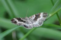 Epirrhoe alternata
