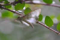 Patania ruralis