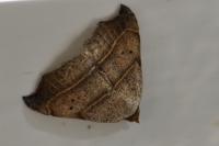 Laspeyria flexula