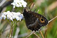 Arethusana arethusa