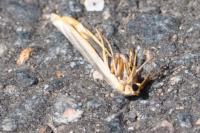 Manulea complana