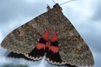 Catocala elocata