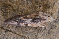 Galleria mellonella