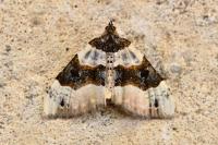 Cosmorhoe ocellata