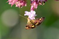Pyrausta aurata