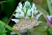 Anania verbascalis
