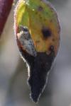 Cydia splendana