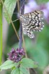 Chiasmia clathrata