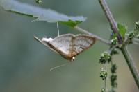 Patania ruralis