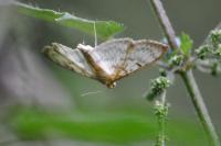 Patania ruralis