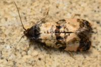 Cochylis atricapitana