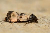 Cochylis atricapitana