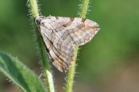 Aplocera
