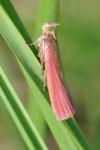 Oncocera semirubella