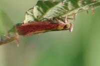 Oncocera semirubella