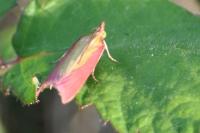 Oncocera semirubella