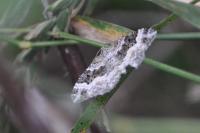 Epirrhoe alternata