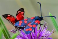 Zygaena transalpina