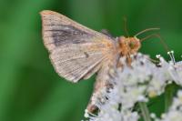 Diachrysia chrysitis