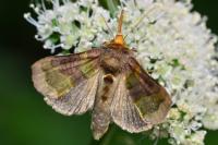 Diachrysia chrysitis