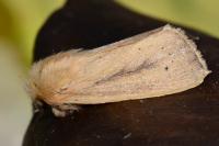 Sesamia nonagrioides
