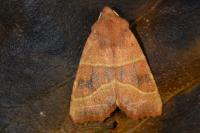 Atethmia centrago