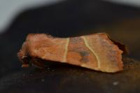 Atethmia centrago