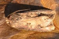 Agrotis ipsilon