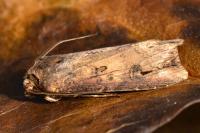 Agrotis ipsilon