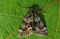 Chloroclysta siterata