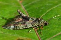 Chloroclysta siterata