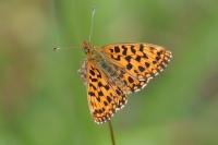 Boloria dia