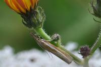 Agriphila tristella