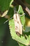 Agriphila inquinatella