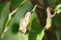 Agriphila inquinatella