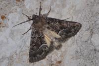 Thalpophila matura