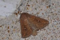 Mythimna albipuncta