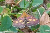 Pyrausta purpuralis