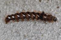 Acronicta rumicis