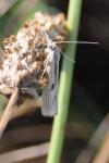Agriphila inquinatella